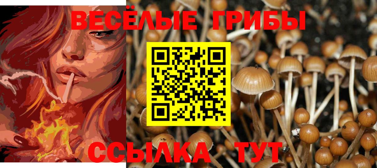 Галлюциногенные грибы Psilocybe Каменск-Уральский